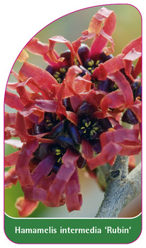 Hamamelis intermedia 'Rubin'