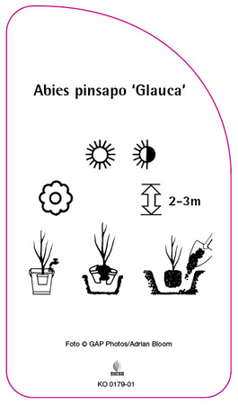 Abies pinsapo 'Glauca'