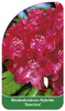 Rhododendron-Hybride 'America'
