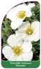 Potentilla fruticosa 'Manchu',