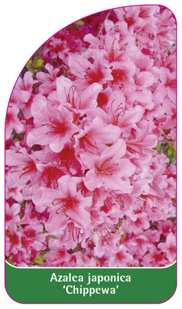 Azalea japonica 'Chippewa'