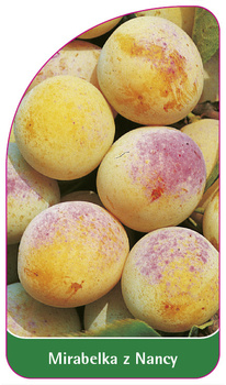 Mirabelka z Nancy