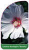Lavatera thuringiaca 'Barnsley'