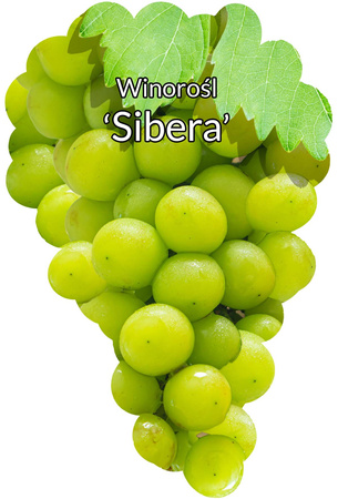 Winorośl Sibera