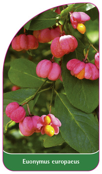 Euonymus europaeus
