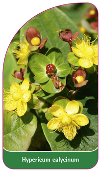 Hypericum calycinum