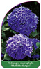 Hydrangea macrophylla 'Mathilde Gutges'