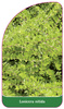 Lonicera nitida