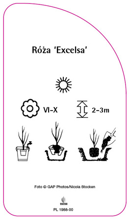 Rosa 'Excelsa'