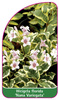 Weigela florida 'Nana Variegata'