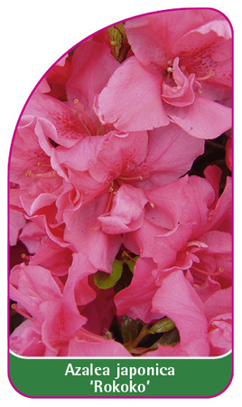Azalea japonica 'Rokoko'