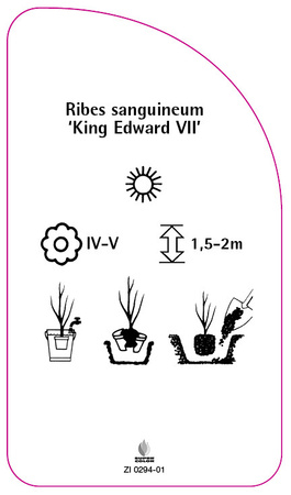 Ribes sanguineum 'King Edward VII'