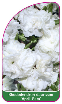 Rhododendron dauricum 'April Gem'