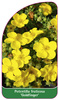 Potentilla fruticosa 'Goldfinger',