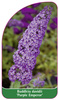 Buddleia davidii 'Purple Emperor'
