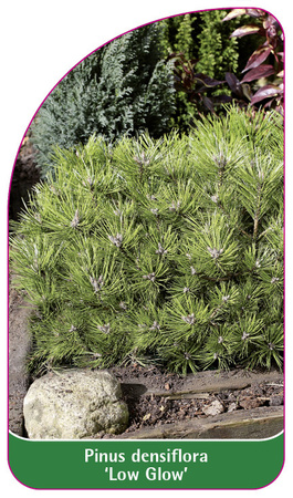 Pinus densiflora 'Low Glow'