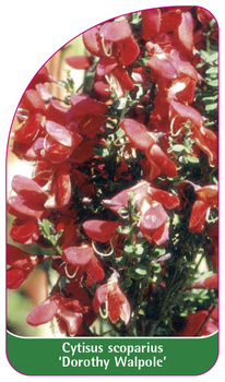 Cytisus scoparius 'Dorothy Walpole'