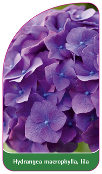 Hydrangea macrophylla, lila
