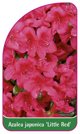 Rhododendron Azalea Japonica 'Little Red'