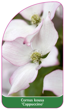 Cornus Kousa 'Cappuccino'