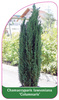 Chamaecyparis lawsoniana 'Columnaris'