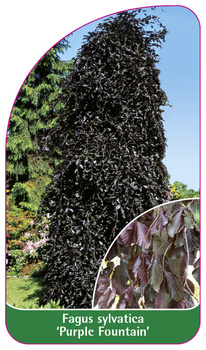 Fagus sylvatica 'Purple Fountain'