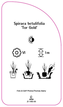 Spiraea betulifolia 'Tor Gold'