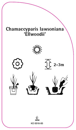 Chamaecyparis Iawsoniana 'Ellwoodii'
