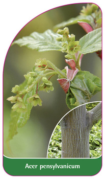Acer pensylvanicum