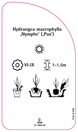 Hydrangea macrophylla ,Nymphe' (,Pax')