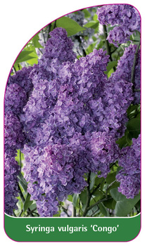 Syringa vulgaris 'Kongo'