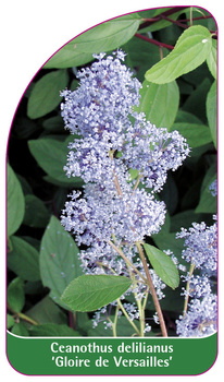 Ceanothus delilianus 'Gloire de Versailles'