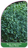 Buxus sempervirens 'Blauer Heinz'