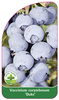 Vaccinium corymbosum 'Duke'