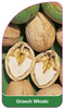 Nucă