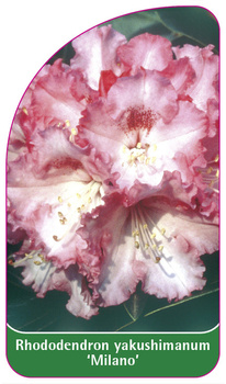 Rhododendron yakushimanum 'Milano'