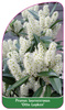Prunus laurocerasus 'Otto Luyken'