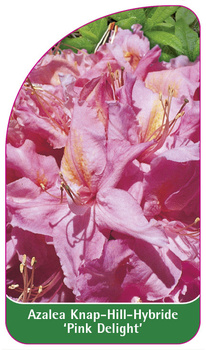 Azalea Knap-Hill-Hybride 'Pink Delight'
