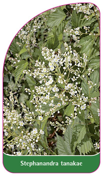 Stephanandra tanakae