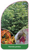 Parrotia persica