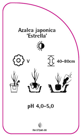 Azalea japonica 'Estrella'