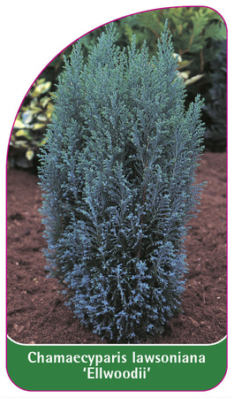 Chamaecyparis Iawsoniana 'Ellwoodii'