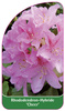 Rhododendron-Hybride 'Cheer'