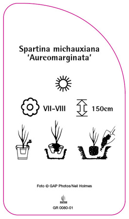 Spartina michauxiana 'Aureomarginata'