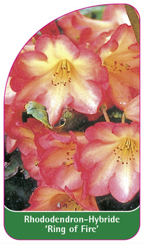 Rhododendron-Hybride 'Ring of Fire'