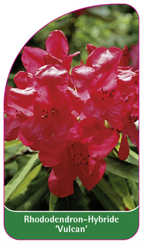 Rhododendron-Hybride 'Vulcan'