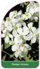 Choisya ternata