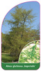 Alnus glutinosa 'Imperialis'