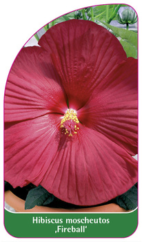 Hibiscus moscheutos ,Fireball'