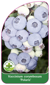 Vaccinium corymbosum 'Polaris'